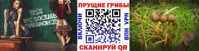 Галлюциногенные грибы Psilocybine cubensis Екатеринбург